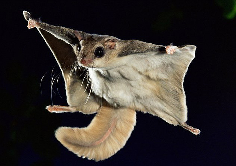 Thermophysiology of Flying Squirrels