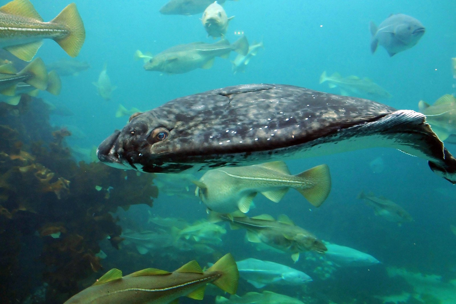 Majority of Atlantic Halibut is not Swimming Long Distances