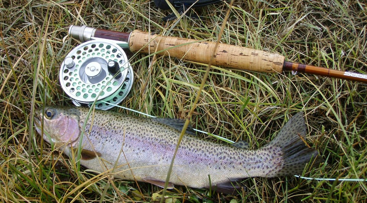 Observing Hooking of Other Fish Does not Result in Avoidance of Future Hooking in Rainbow Trout 