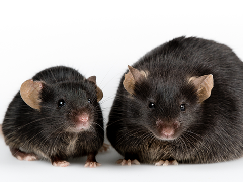 Basal Metabolic Rate Shapes Thermoregulation in Cold-Stressed Mice