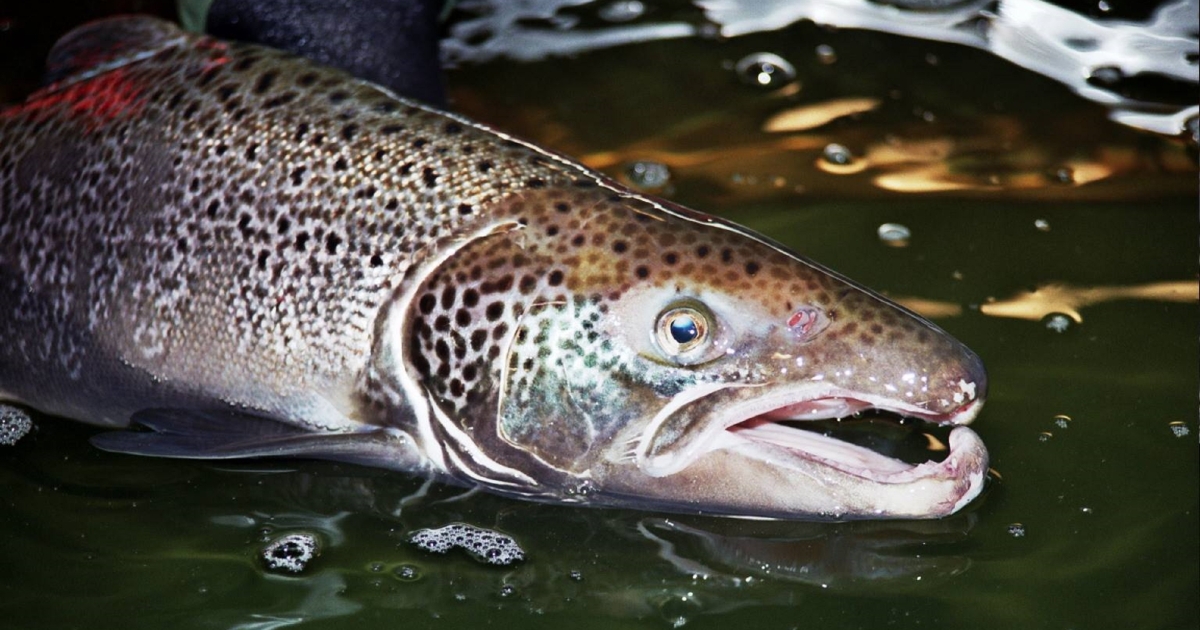 Free-Swimming Fish Exhibit Lower Resting Heart Rate and Higher CS than &#39;Rapid Screening Protocol&#39;