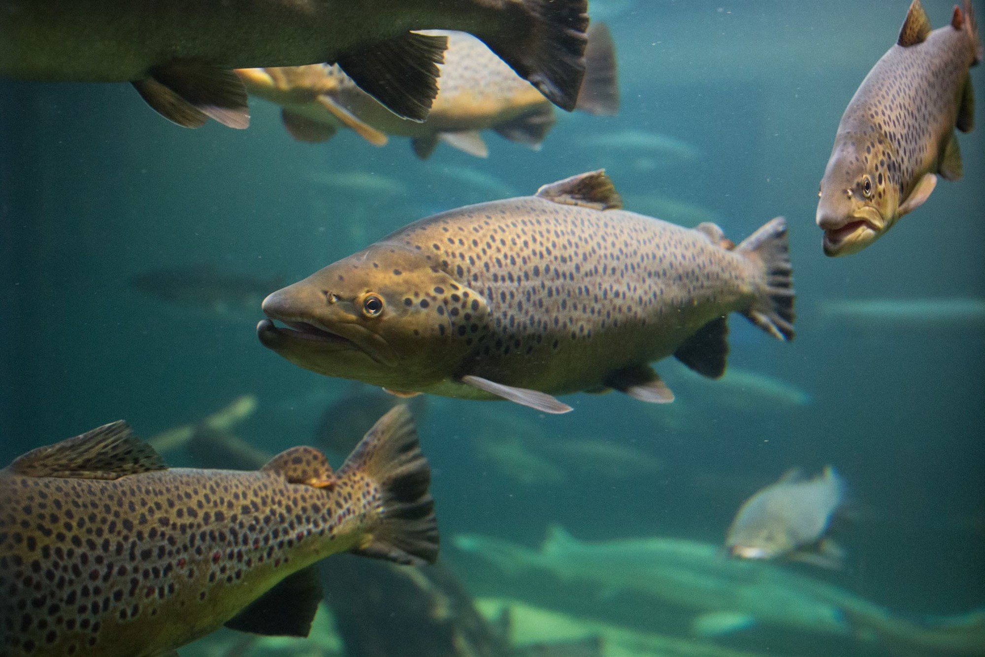 Stress Indicators in Atlantic Salmon Measured with Heart Rate and Swimming Activity