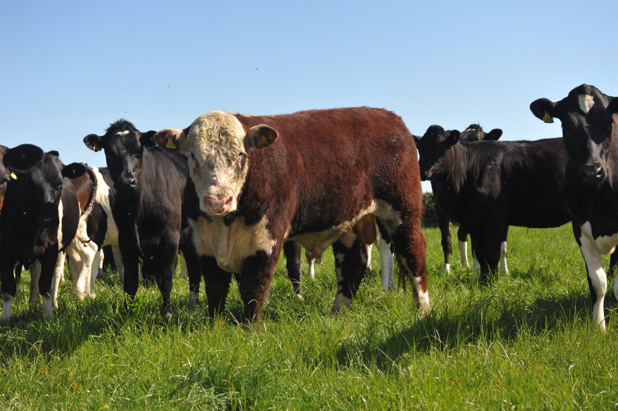 High Grazing Density Alters Circadian Rhythm of Cows