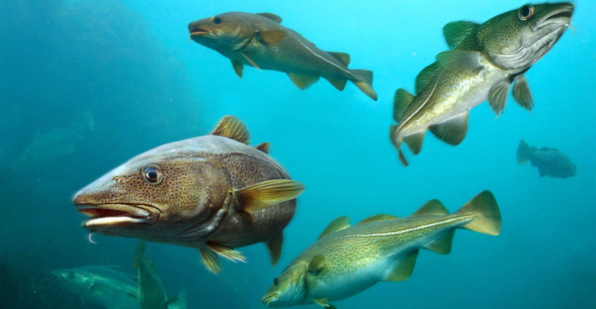 Sound Exposure Does Not Affect Long-term Behaviour and Physiology in Fish