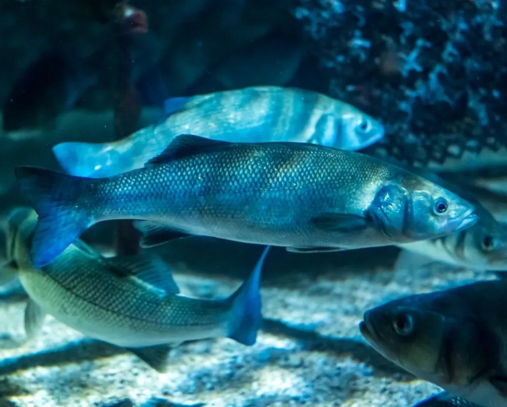 Four behavioural states of seabass defined based on level of heart rate and acceleration