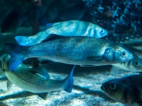 Four behavioural states of seabass defined based on level of heart rate and acceleration