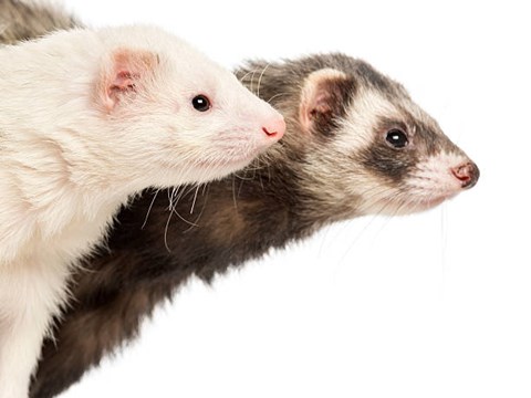 New in Nature: Streamlining an A(H5) Influenza Vaccine