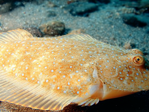 High-density farming raises stress in olive flounder