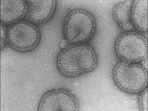 Why Study Emerging H5N1 Strains in Ferrets?