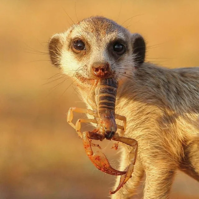 Glucocorticoids Not the Direct Driver of Arousal Related Changes of Heart Rate in Meerkats