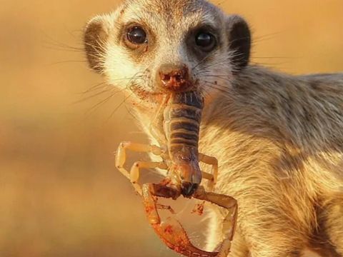 Glucocorticoids Not the Direct Driver of Arousal Related Changes of Heart Rate in Meerkats