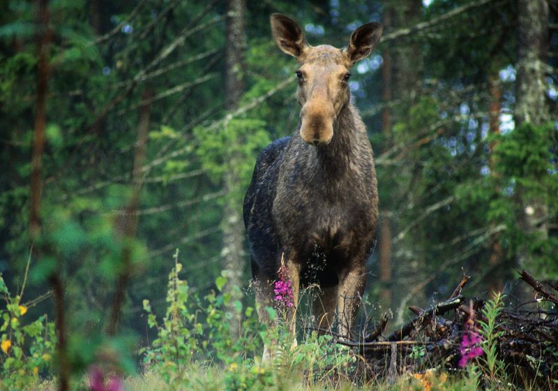 Star-Oddi discusses advancement in wildlife monitoring at IWC