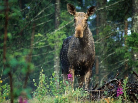Star-Oddi discusses advancement in wildlife monitoring at IWC