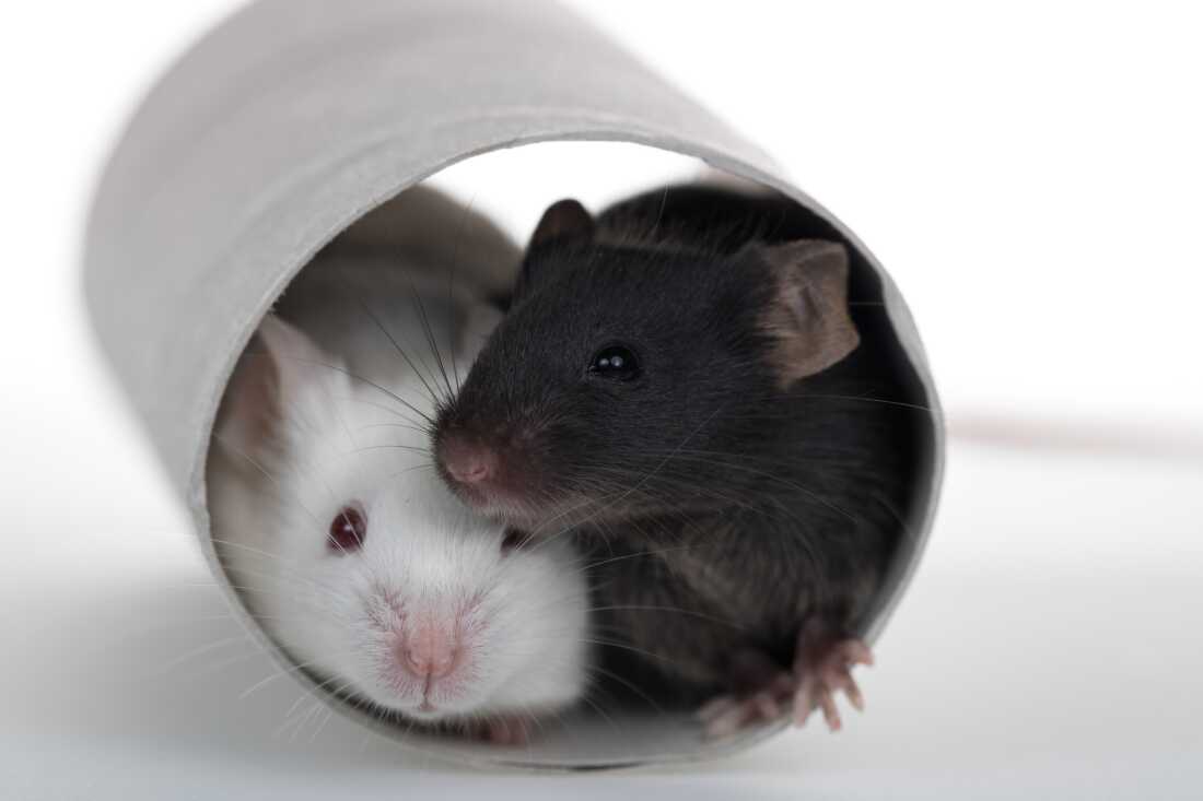 Cysteine Restriction Triggers Browning of Fat and Weight Loss