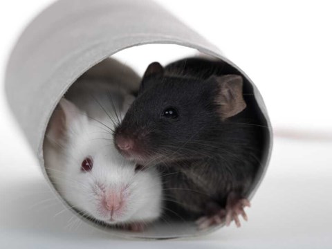 Cysteine Restriction Triggers Browning of Fat and Weight Loss
