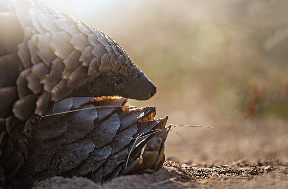 Pangolins Prioritize Energy Conservation Over Thermoregulation