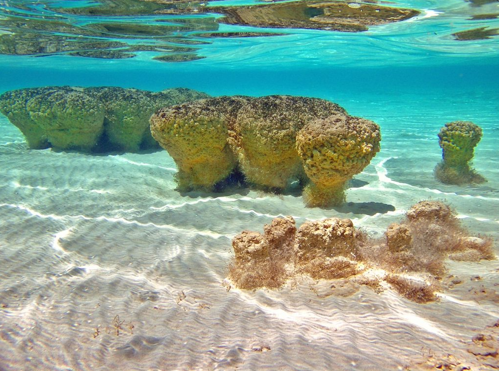Fish thrive in one of the saltiest seas on earth