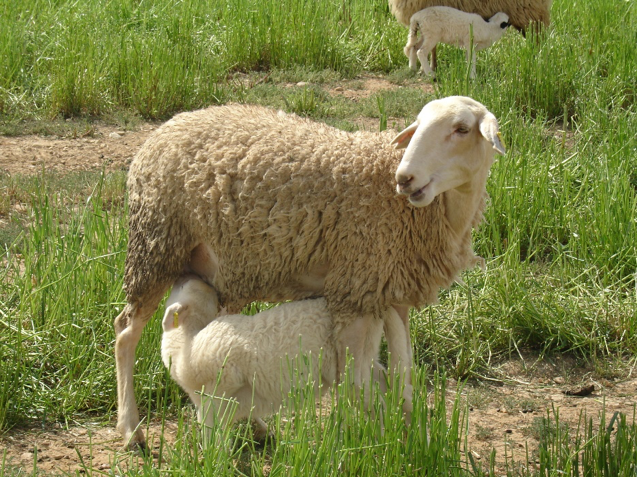 Heart Rate and Heart Rate Variability in Ewes Indication of Good Farming Practices During Weaning