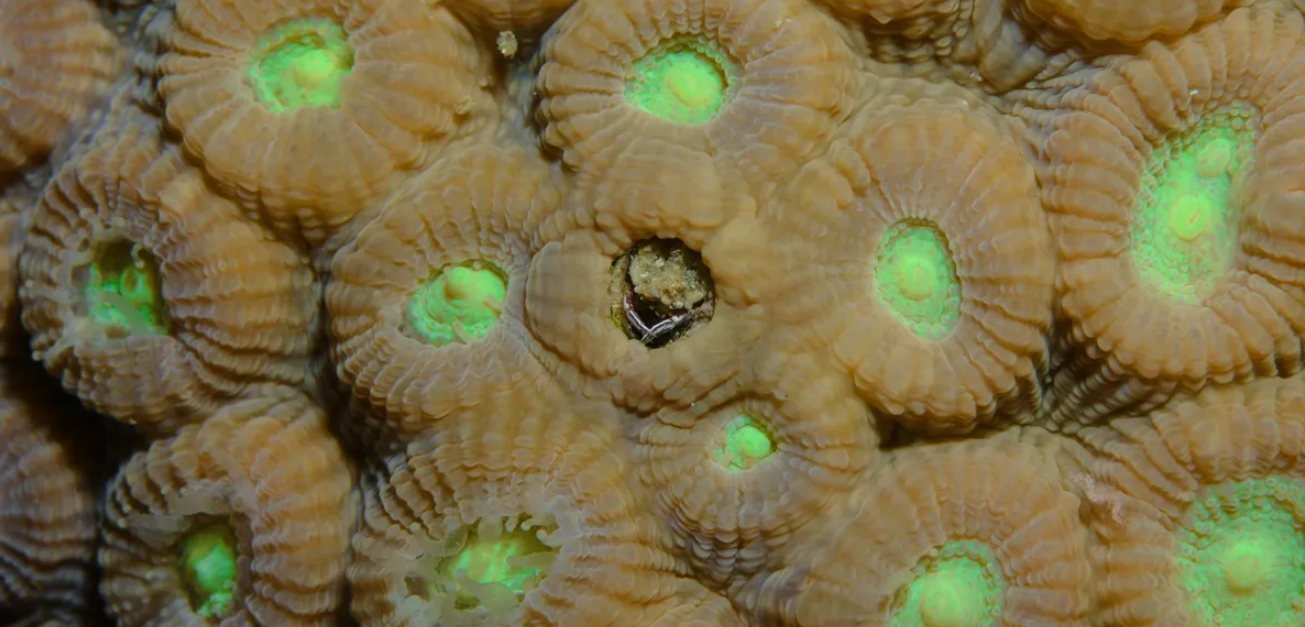 Tiny crab tenants reveal the coral reef’s hidden strength