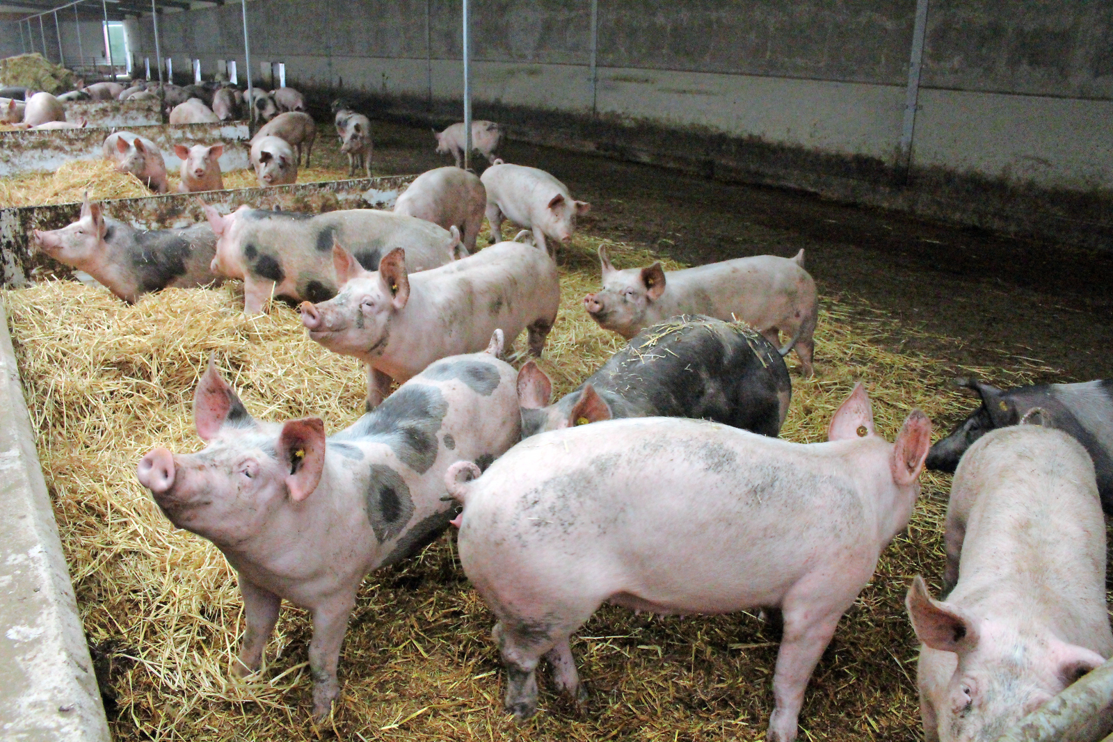Evaluating Methods for Mass Depopulation of Swine in Emergency Situations  
