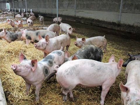 Evaluating Methods for Mass Depopulation of Swine in Emergency Situations  