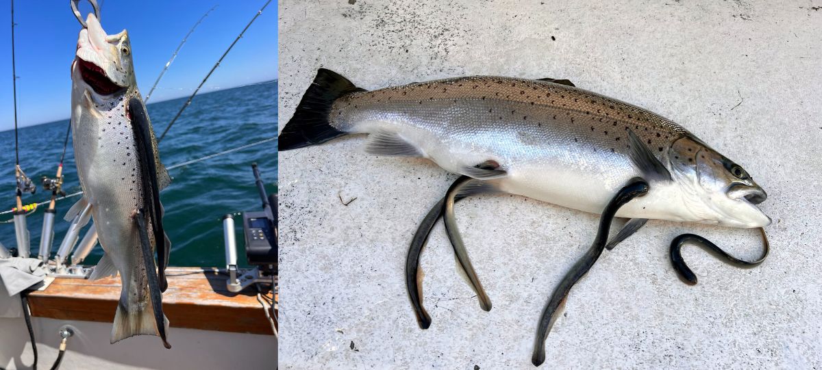 Physio-loggers to the Rescue: Tracking Sea Lamprey Parasitism in Lake Trout