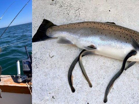 Physio-loggers to the Rescue: Tracking Sea Lamprey Parasitism in Lake Trout