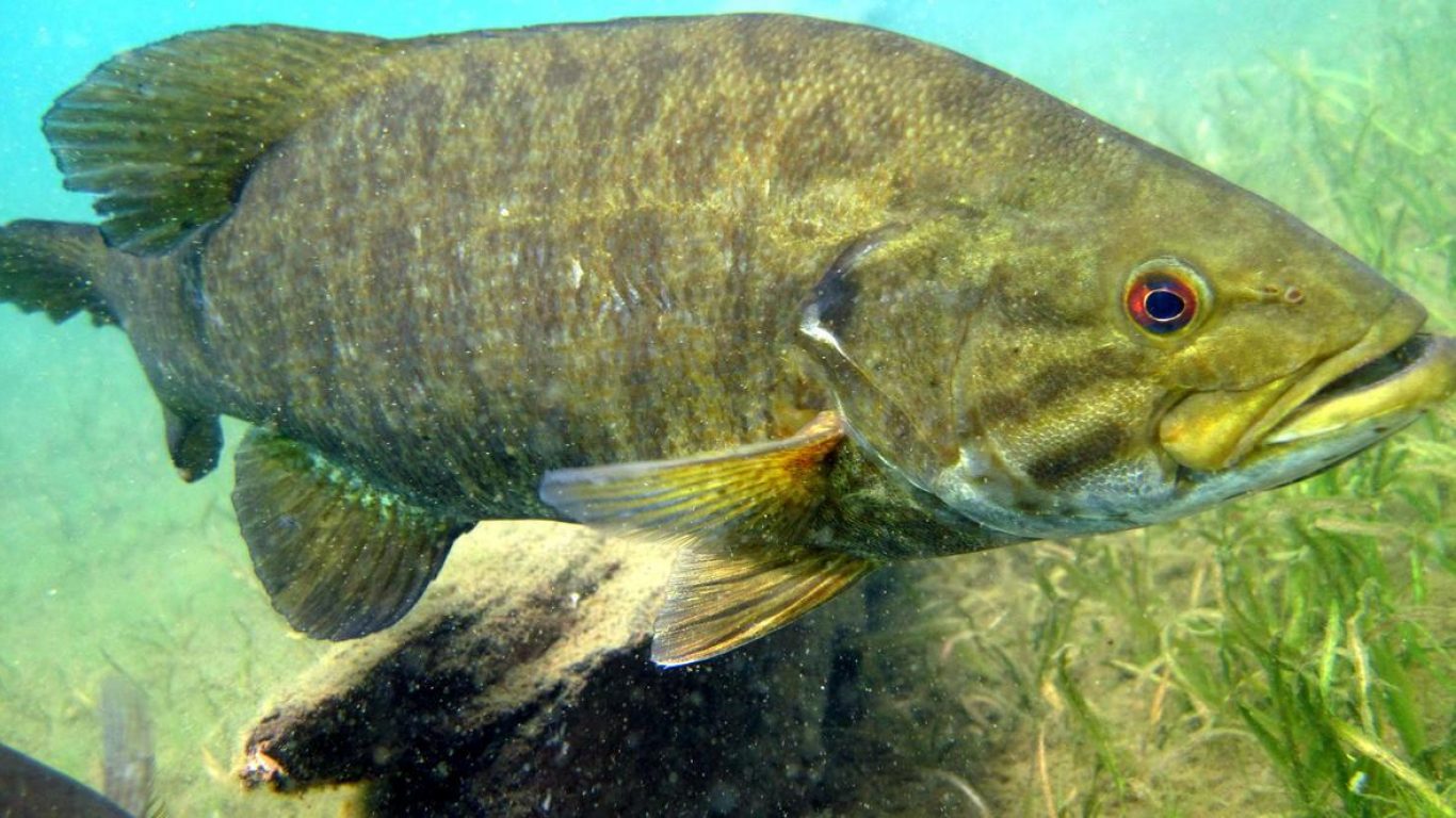 Heart Rate Appears to be Unrelated to Nesting Behaviour in Male Smallmouth Bass