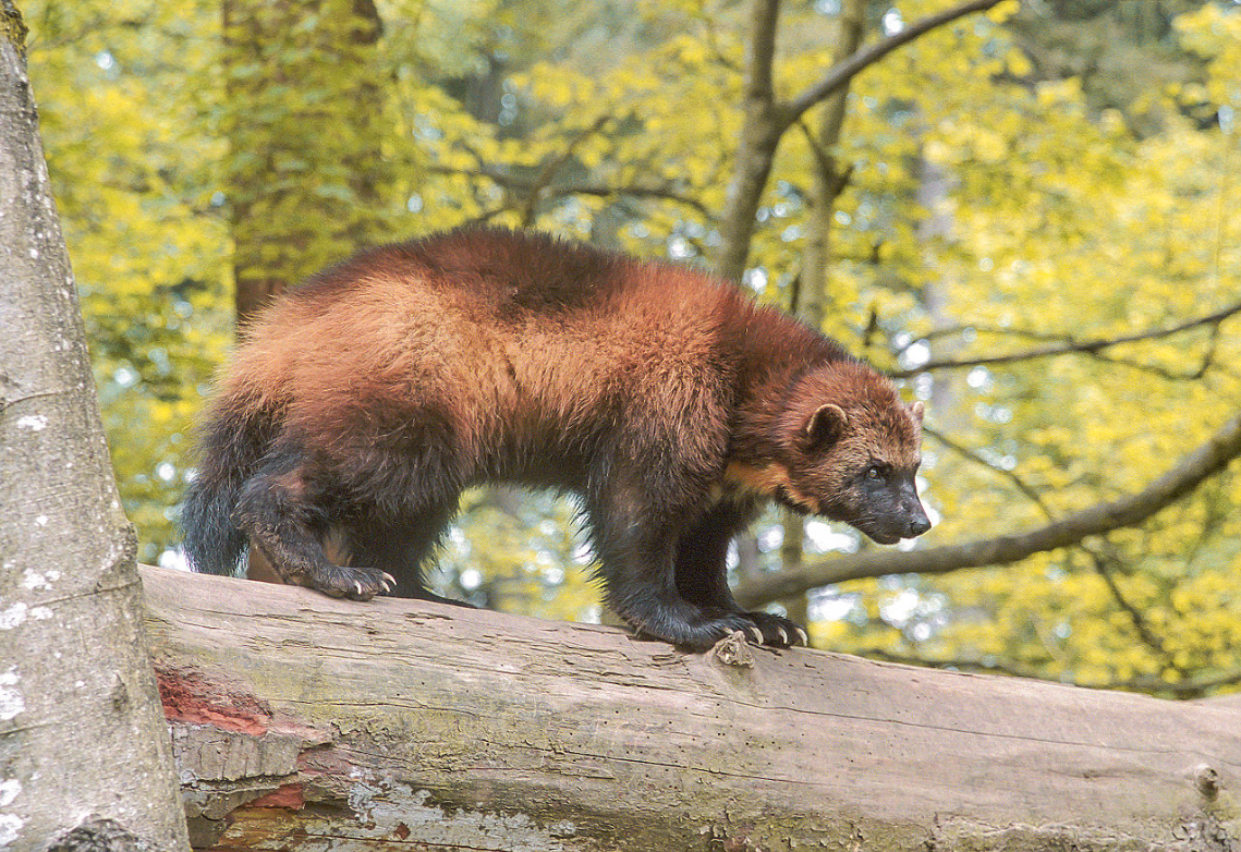 Seasonal Changes in Wolverine Body Temperature and Activity Identified