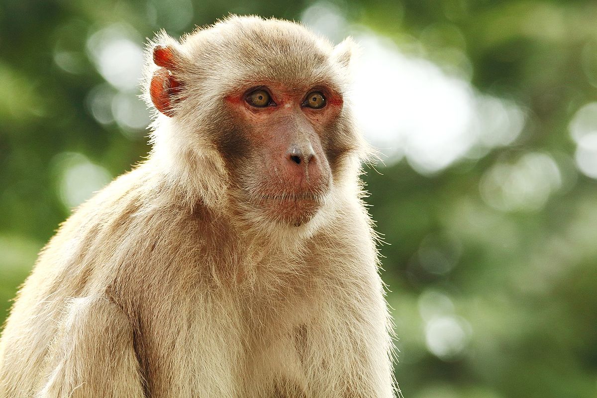 Needle-free DNA Influenza Vaccine Shows Promising Results in Rhesus Macaques