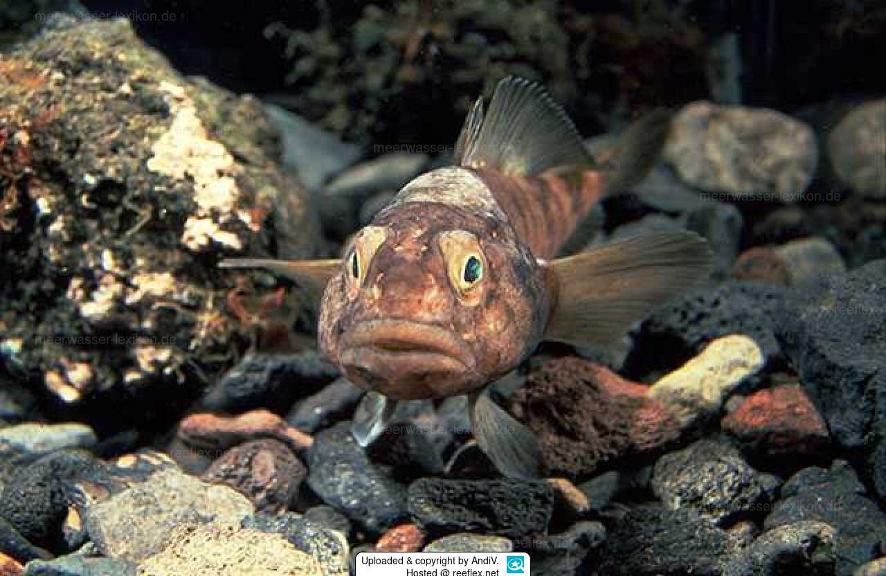 Antarctic Fish Show Rapid Increase in Heart Rate with Increasing Water Temperature