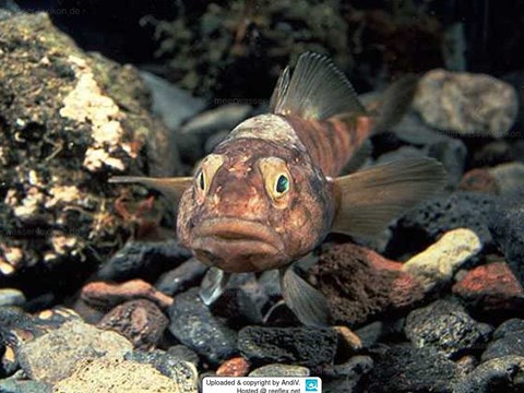 Antarctic Fish Show Rapid Increase in Heart Rate with Increasing Water Temperature