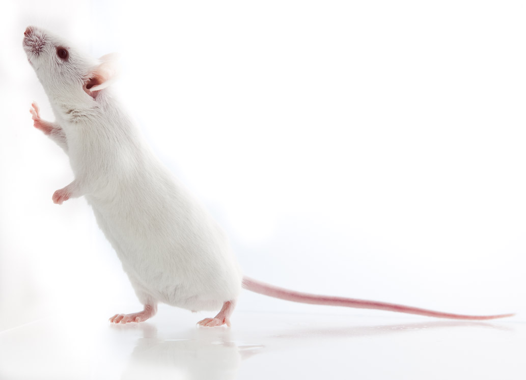Mice Treated with Tamoxifen Show Comparable Side Effects to Humans