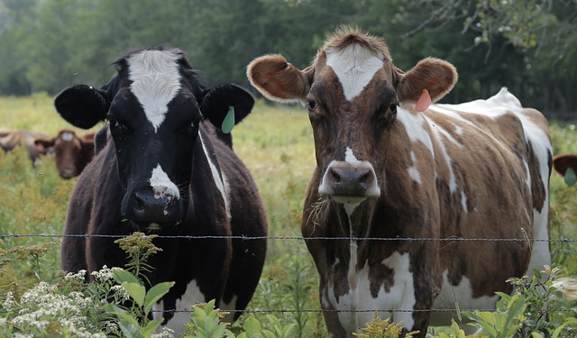 Coliform Mastitis Vaccines Show a Decline in Effectiveness During the Lactation Period in Cows