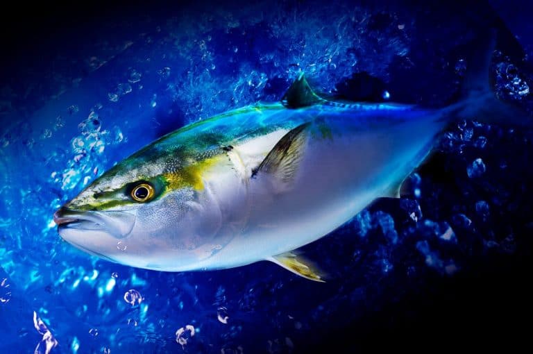 How Fish Manage Temperature Changes Through Heart Rate