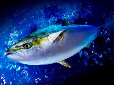 How Fish Manage Temperature Changes Through Heart Rate