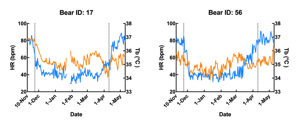 hibernation in Japanese Black Bear