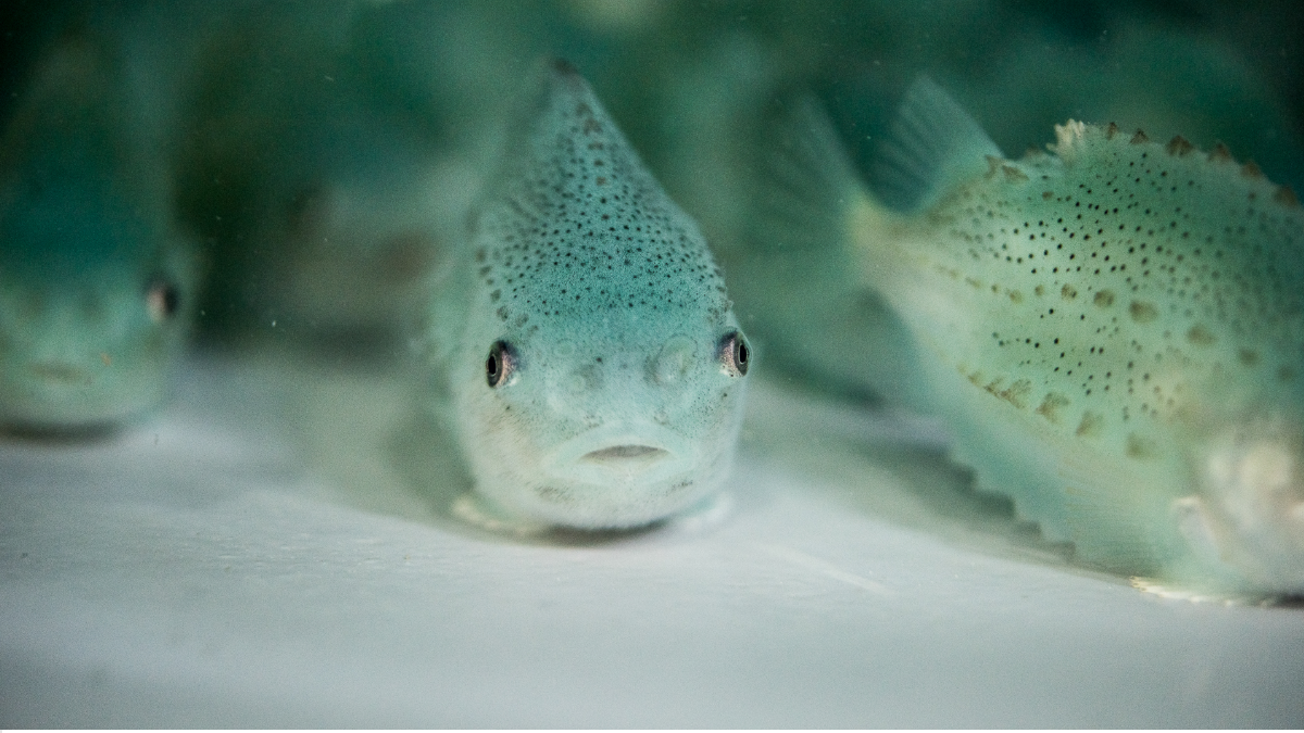 Heart Rate and Temperature Loggers Used in Lumpfish