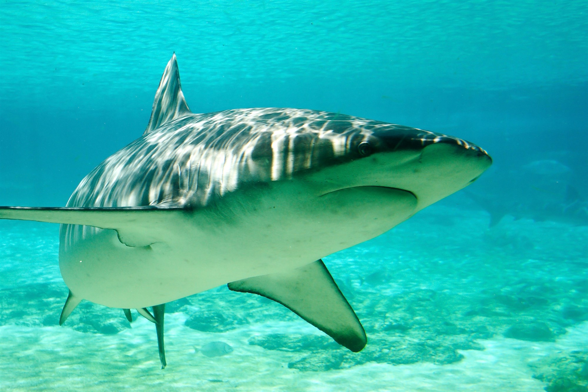 Sharks Dive Deeper Than Previously Known
