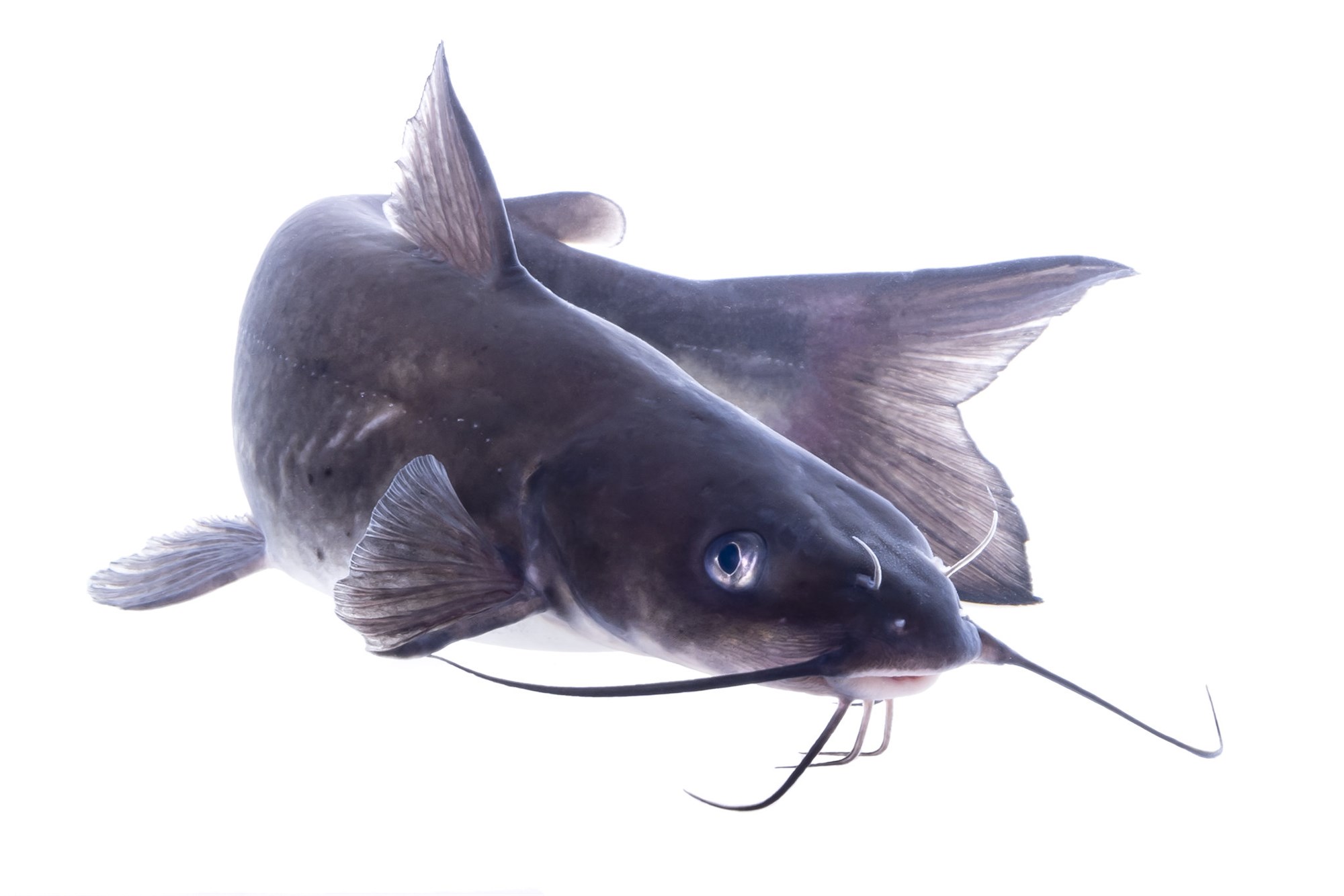 Accelerometers Provide Insight Into Energy Budgets of Channel Catfish