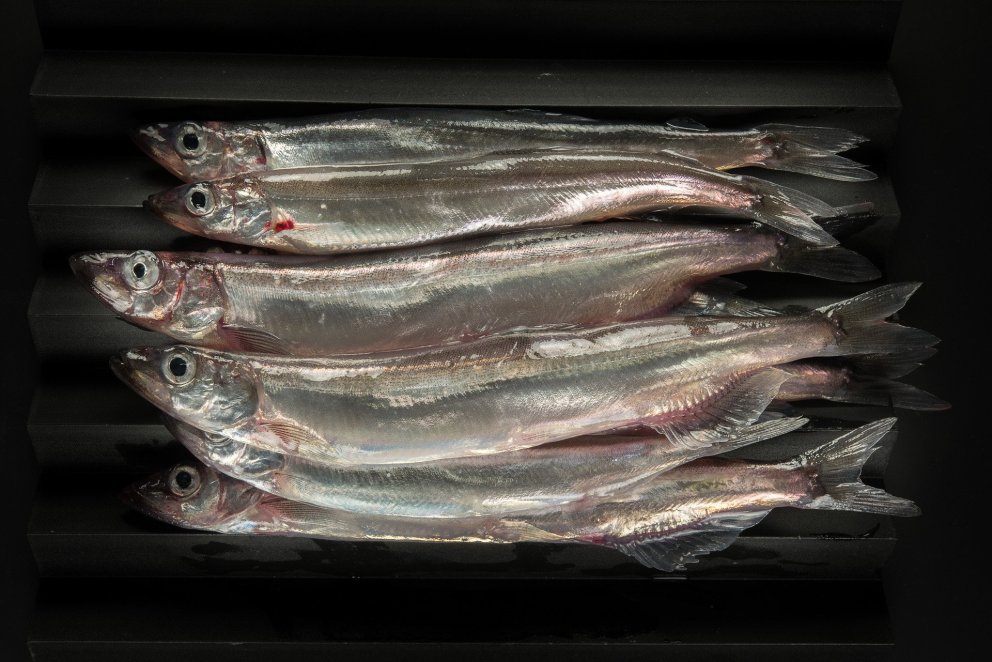 Iceland Completes Annual Capelin Survey 