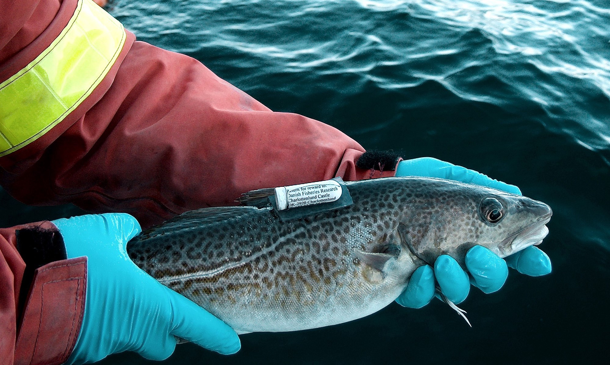 Migration and Behavioral Study of Baltic Cod