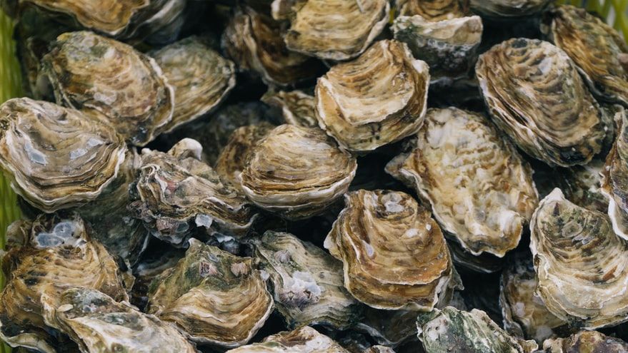 Acidification Could Be a Risk for Oyster Aquaculture in Eastern Canada