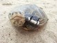 Diamondback terrapin turtle with DST milli measuring depth and temperature