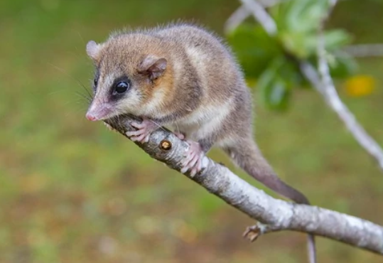 Star-Oddi Physio-Loggers Used to Detect Torpor and Hibernation