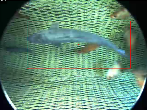 Fish Analyzer
