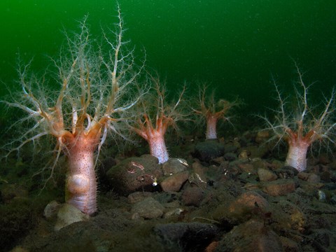 Small CTD Used to Map Salinity in Benthic Research