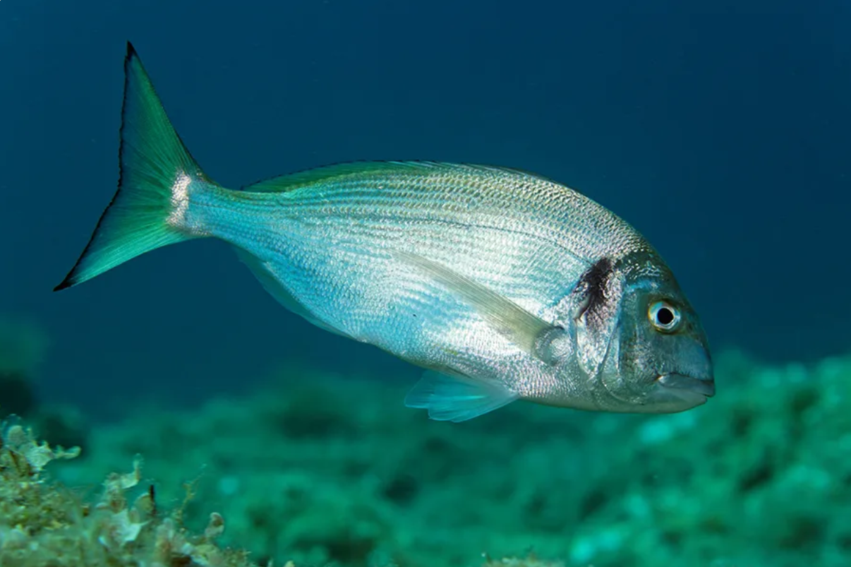 Cardiac Thermal Threshold Identified as Key Driver of Fish Migration