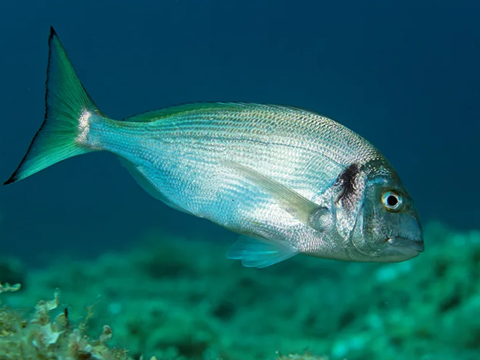 Cardiac Thermal Threshold Identified as Key Driver of Fish Migration