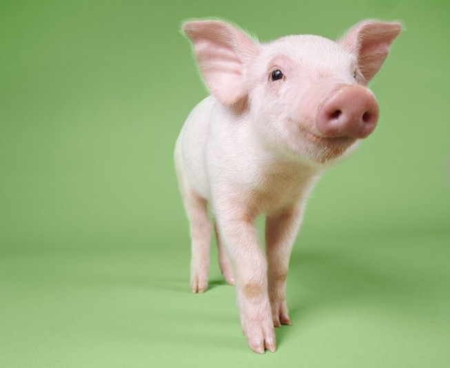 Flank Temperature Correlates with Core Body Temperature in Piglets
